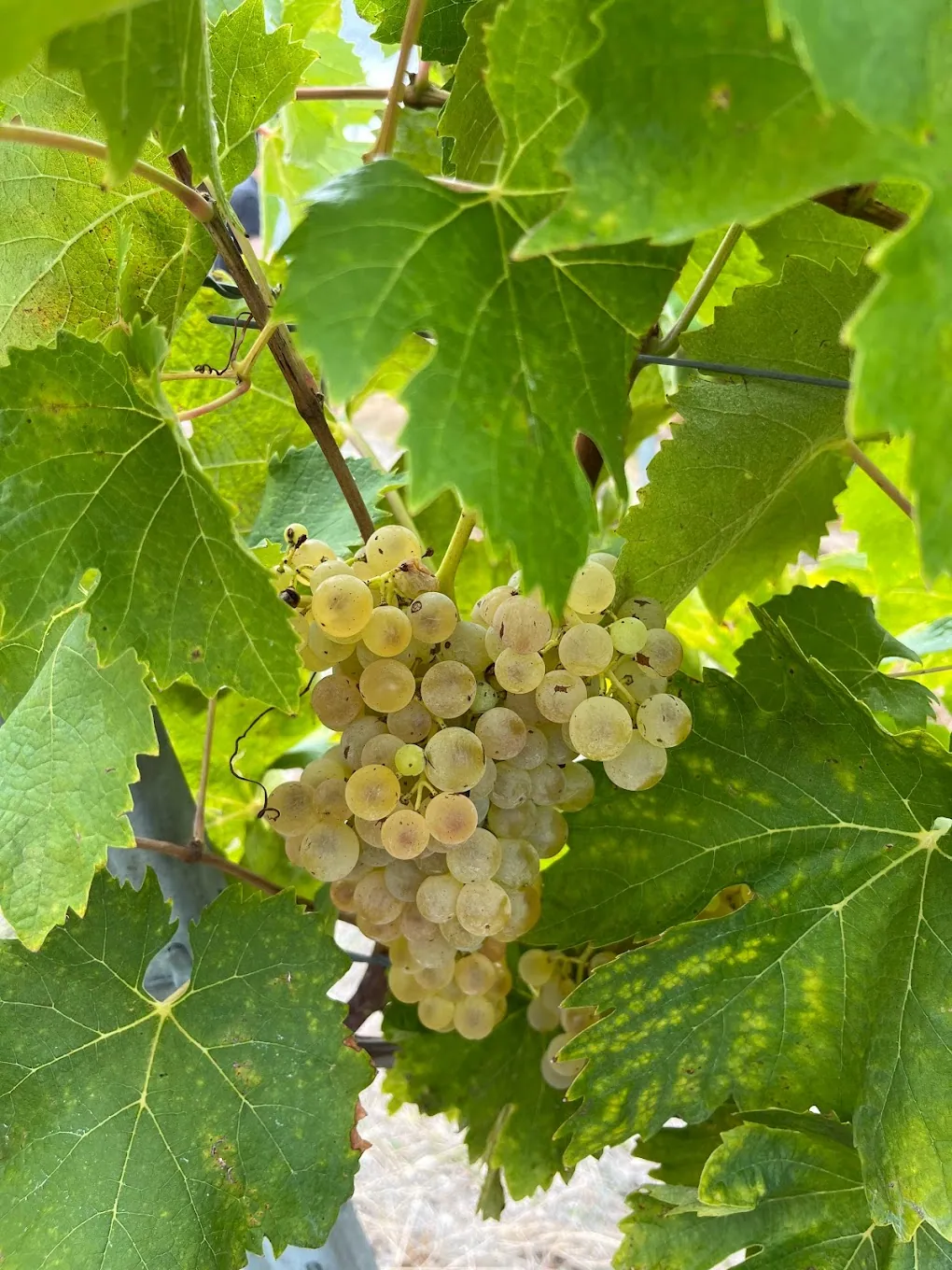 Vignes